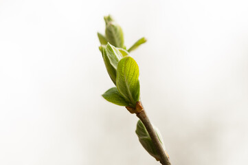 wyizolowany młody zielony pęd drzewa na białym tle w ujęciu makro © Radek