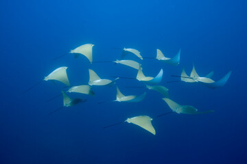 Fototapeta na wymiar Pacific Cow Rays, Galapagos Islands, Ecuador