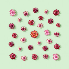 Flowers composition. Greeting card of dried red flowers on soft green. Floral design