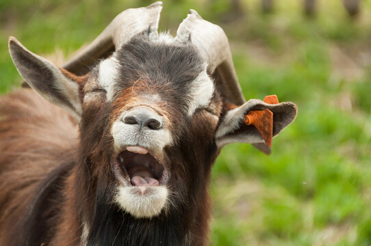 Koza domowa[2] (Capra hircus) – ssak z rodziny wołowatych (Bovidae)