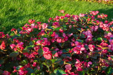 Red begonia flowers growing in a flower bed. Floriculture