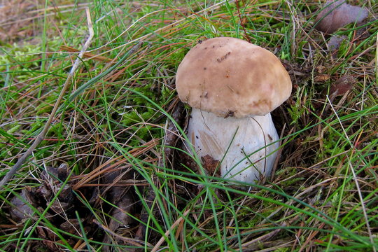 Prawdziwek - borowik szlachetny