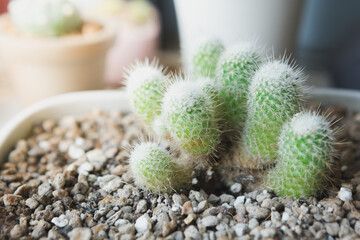 Selective focus of small cactus in a pot with warm light  on blurred background