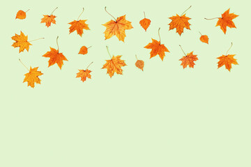 Pattern made of dry autumn leaves on light green background