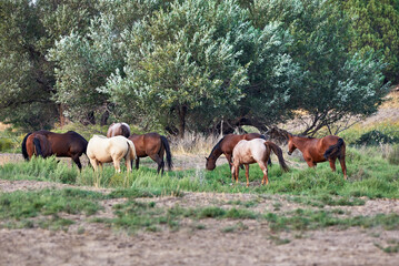 Herd of Horses grazing in a field