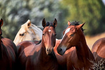 Herd of Young Horses