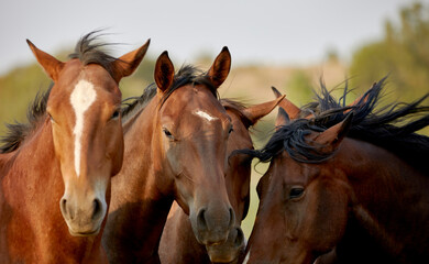 Horses Huddled together