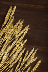 Autumn harvest of grain crops. Top view of bunch stems with ears of wheat on dark brown wooden background. Rustic style crop concept. Copy space.
