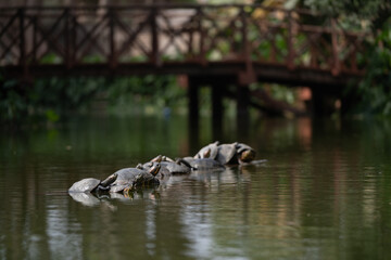 Fototapeta premium Tortugas