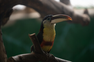 Tucan