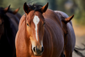 Young Horse walking towards camera