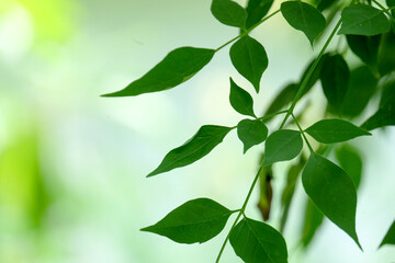 closeup nature view of green leaf background. Flat lay, dark nature concept, tropical leaf