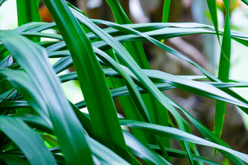 closeup nature view of green leaf background. Flat lay, dark nature concept, tropical leaf