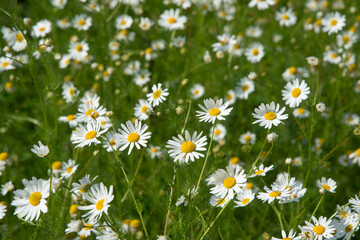 Flowers of meadow daisies on the field in summer