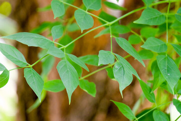 closeup nature view of green leaf background. Flat lay, dark nature concept, tropical leaf
