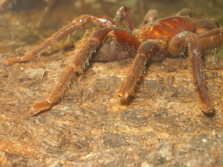   Closeup   spider tarantula (Lasiodora parahybana) 