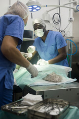 Proffesional veterinarians in uniform doing operation in a veterinary clinic