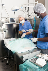 Veterinarians performing an operation on a dog. High quality photo
