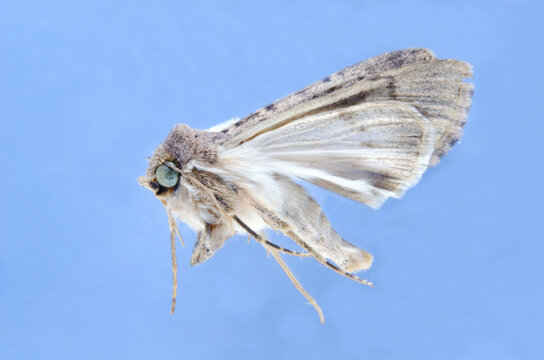 Cloth Moth (Tineola Bisselliella)