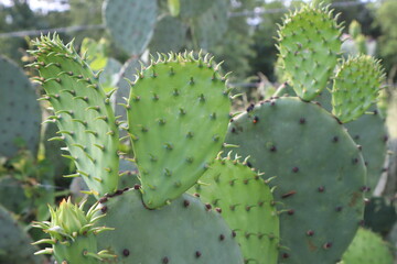 A closeup of a lush prickly pear cactus patch 