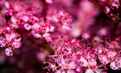 Teder Queen of the Prairie flowers also known as Filipendula pink blossoms blooming in summer.
