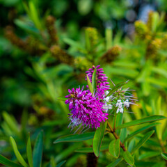 Lilac colored bottle brush lupine flower