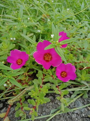 pink flowers in the garden