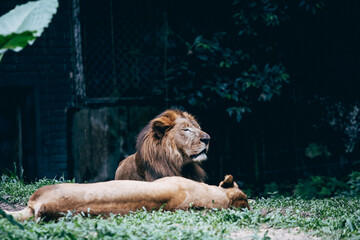 Lion and lioness at the Kuala Lumpur National Zoo, Malaysia