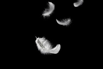Feather abstract freedom concept. Light and soft fluffy a white feathers falling down in the air. Dark or black background. 
