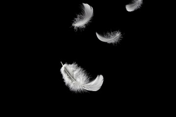 Obraz premium Feather abstract freedom concept. Light and soft fluffy a white feathers falling down in the air. Dark or black background. 