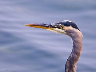 Great Blue Heron wading at the rocky ocean shore, Vancouver Island BC