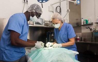 Dog on the operating table in a veterinary clinic. High quality photo