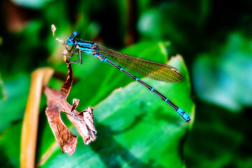 Macro Photography of a blue dragonfly on a blured background