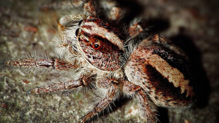 Macro photography of a Salticidae Little Spider on stone blur background