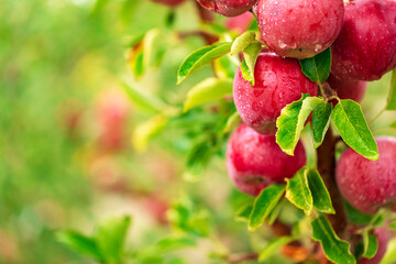 Red apples on apple tree branches ready to be picked