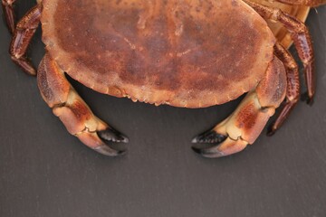 Crab close-up. Sea reptiles. Boiled crab with shell on a black slate background.Mediterranean cuisine.  protein product