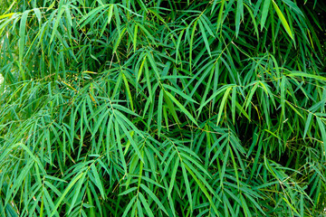 A pile of green leafy bamboo