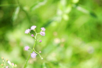 Light purple flower of Little ironweed blooming on branch and blur green background, Thailand. Another name is Ash-coloured fleabane, Ash-coloured ironweed, Purple fleabane, Purple-flowered fleabane.