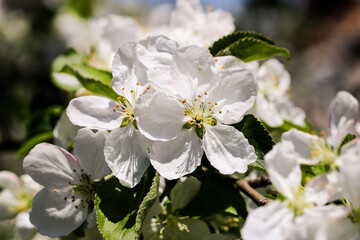Wild pear tree blossom blooming in spring. Beautiful tender flower on sunny day.