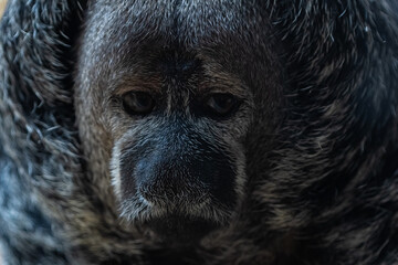 Rostro de  Mono