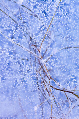 Detailed macro photo of Frozen wood branch and water bubbles in ice of deep lake in cold winter. Nature background.