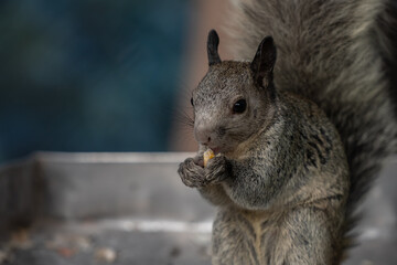 Ardilla Comiendo