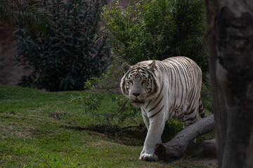 Tigre Blanco