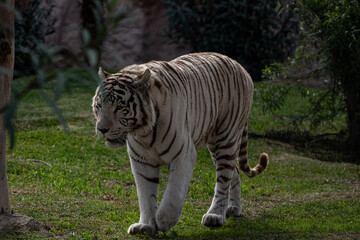 Fototapeta premium Tigre Blanco