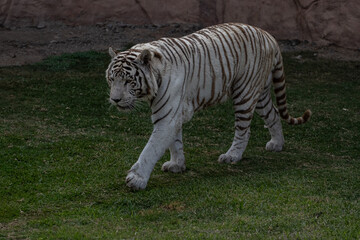 Tigre Blanco