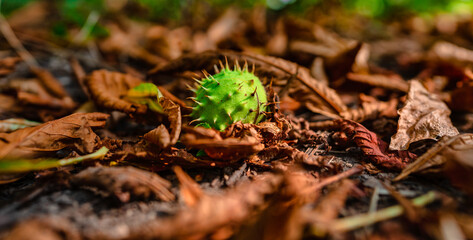 Chestnut with autumn leaves
