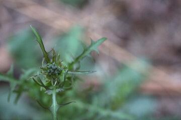 The closeup of wildflower bud