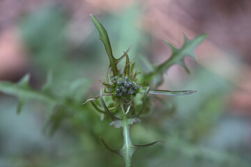 The closeup of wildflower bud
