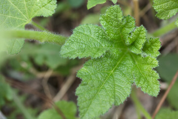Green nettles in spring outdoors 