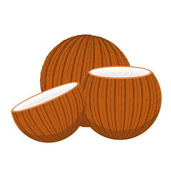Coconut vector. Coconut on white background.